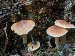 Naucoria escharioides