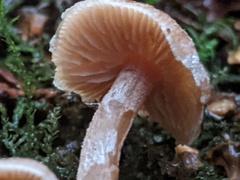 Naucoria escharioides