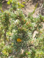 Pultenaea canaliculata