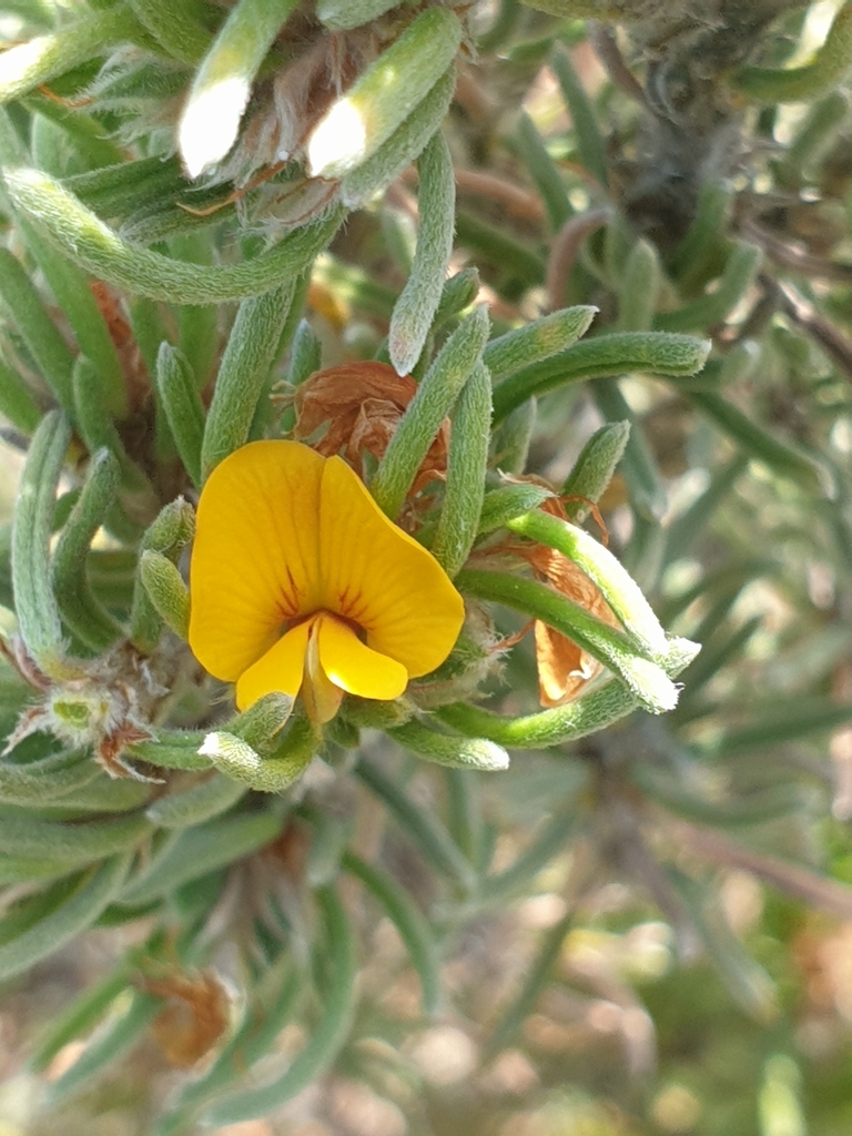 coast bush-pea
