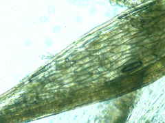 Ptychostomum imbricatulum