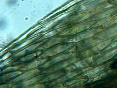 Ptychostomum imbricatulum