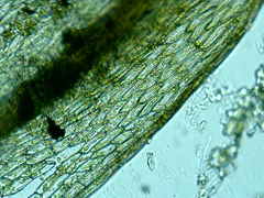 Ptychostomum imbricatulum