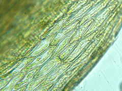 Ptychostomum imbricatulum