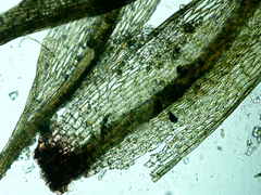 Ptychostomum imbricatulum