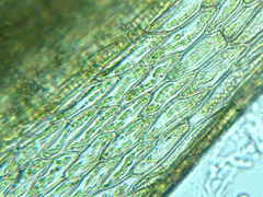 Ptychostomum imbricatulum