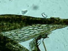 Ptychostomum imbricatulum