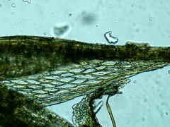 Ptychostomum imbricatulum