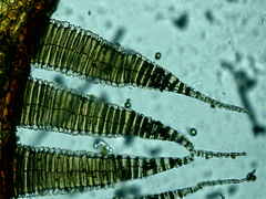 Ptychostomum imbricatulum