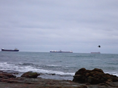 Nannopterum brasilianum