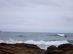 Nannopterum brasilianum