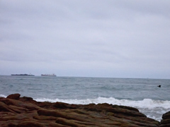 Nannopterum brasilianum