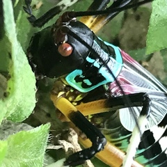 Pterophylla beltrani