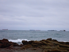 Nannopterum brasilianum