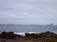 Nannopterum brasilianum