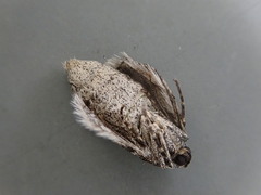 Operophtera relegata