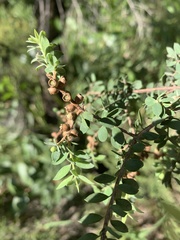 Melaleuca cheelii