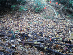 Garrulus glandarius japonicus