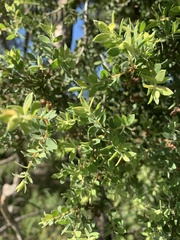 Melaleuca cheelii