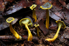 Craterellus olivaceoluteus