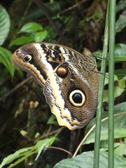 Caligo atreus
