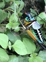 Pterophylla beltrani