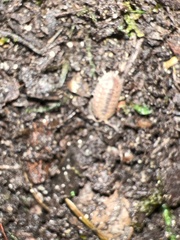 Porcellio dilatatus