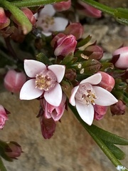 Cyanothamnus nanus nanus