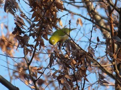 Zosterops japonicus