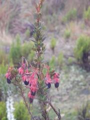 Brachyotum strigosum