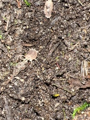 Porcellio dilatatus