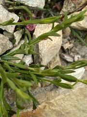 Cyanothamnus nanus nanus