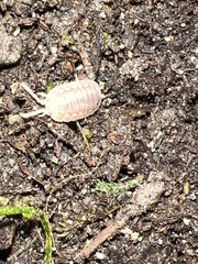 Porcellio dilatatus