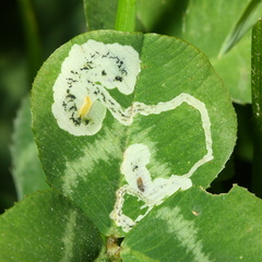 Liriomyza fricki