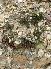 Cyanothamnus nanus nanus