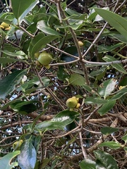 Ternstroemia tepezapote