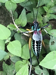 Pterophylla beltrani