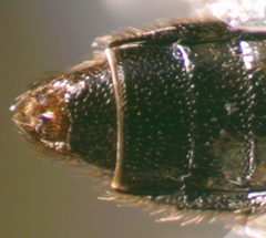 Aleochara lanuginosa