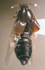 Aleochara lanuginosa