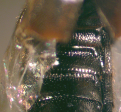 Aleochara lanuginosa