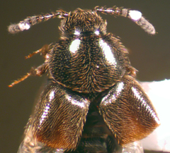 Aleochara lanuginosa