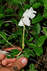 Mandevilla lanuginosa