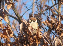 Passer montanus