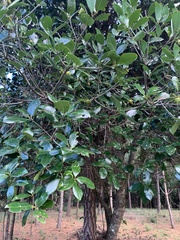 Ternstroemia tepezapote