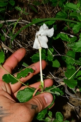 Mandevilla lanuginosa