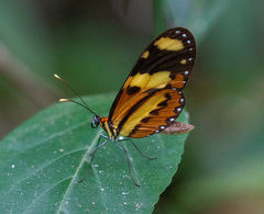 Mechanitis lysimnia nesaea