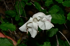 Mandevilla lanuginosa