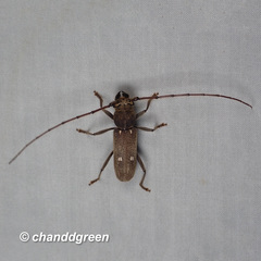 Gnatholea eburifera