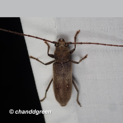 Gnatholea eburifera