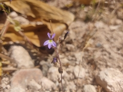 Diastatea